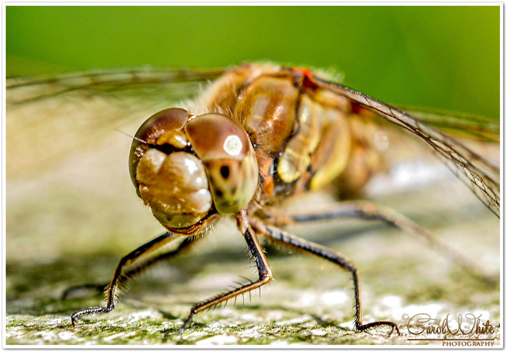 Dragonfly (Best viewed large,on black) by carolmw