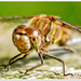 Dragonfly (Best viewed large,on black) by carolmw