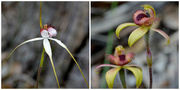 24th Sep 2016 - _DSC2840 Native Orchid Collage