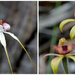 _DSC2840 Native Orchid Collage by merrelyn