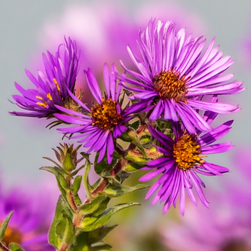 New England Aster Closeup  by rminer