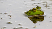 23rd Sep 2016 - Bullfrog Wide with Reflection