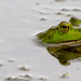 Bullfrog Wide with Reflection by rminer