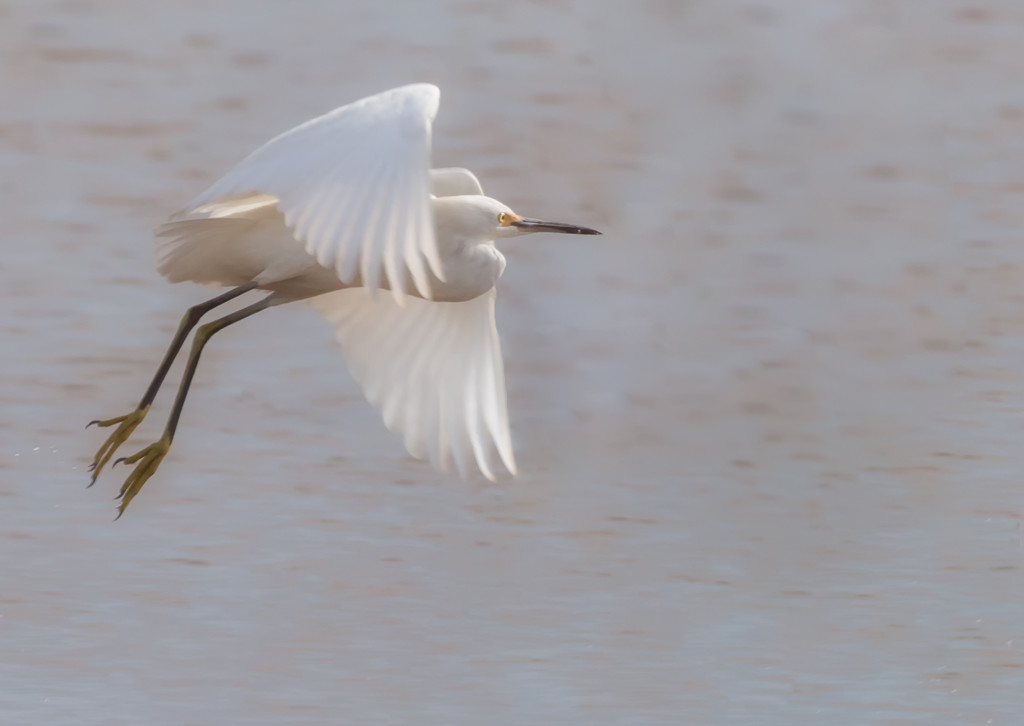 Egret Takeoff by shesnapped