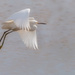 Egret Takeoff by shesnapped