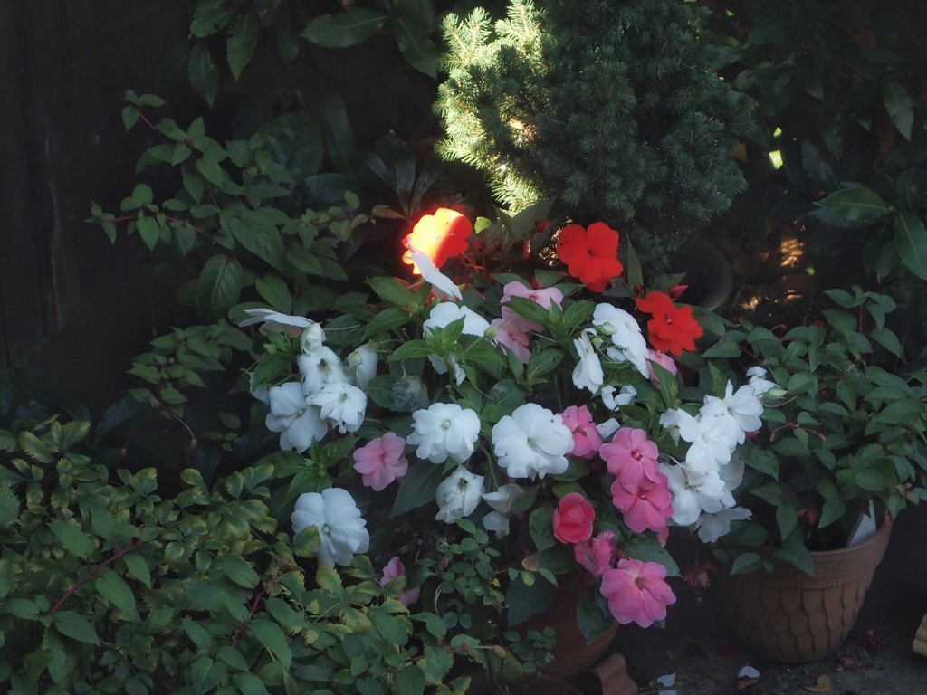 Flowers in the Garden by mattjcuk