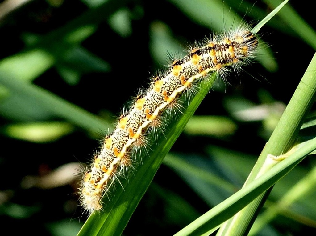 Caterpillar  by susiemc