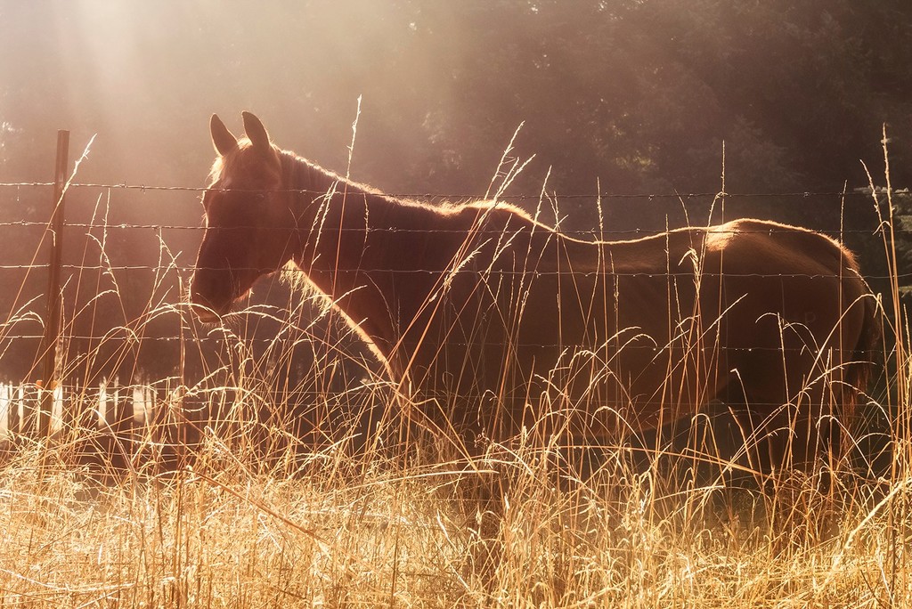 Horse in Sun Rayed Mist  by jgpittenger