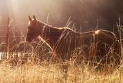 24th Sep 2016 - Horse in Sun Rayed Mist 
