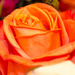 Orange Rose of NJ by swchappell