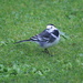 Pied Wagtails by lifeat60degrees