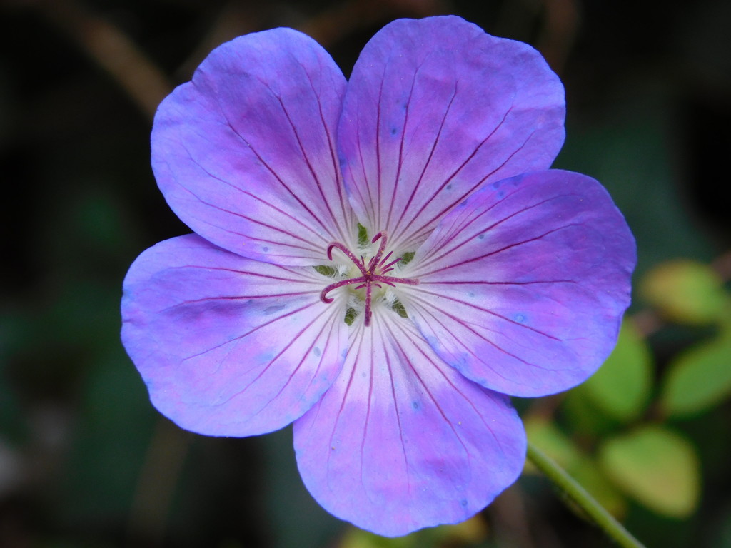 Blue geranium by 365anne