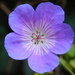 Blue geranium by 365anne
