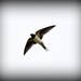 Swallow in flight by rosiekind