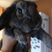 Hello bunny! by cmp