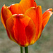 Orange tulip by elisasaeter