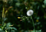 24th Sep 2016 - "One year's seed is seven year's weed."