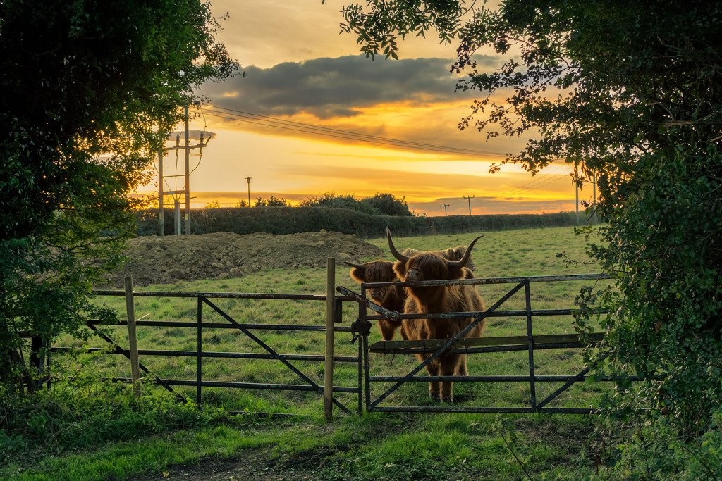 Sunset Cattle  by rjb71