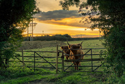 24th Sep 2016 - Sunset Cattle 