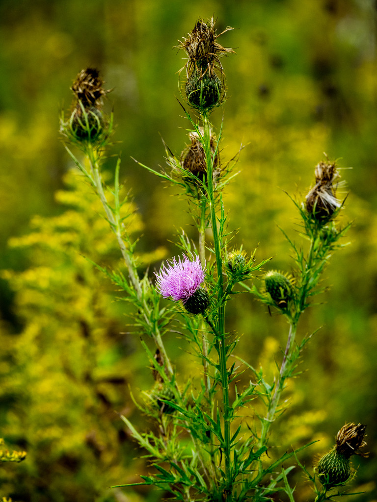 Thistle by rminer