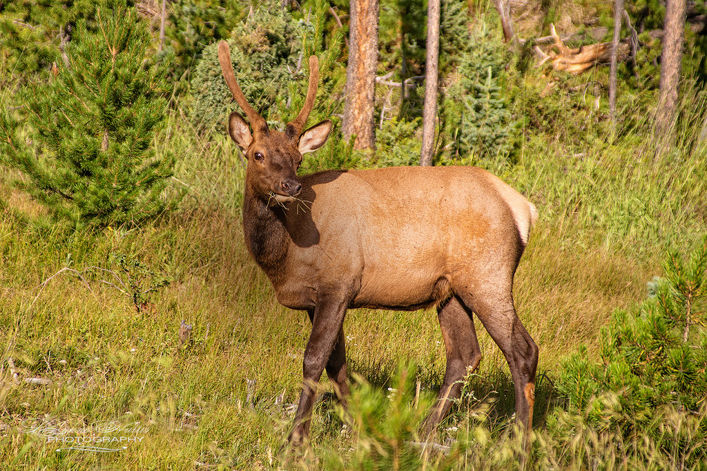 Young Elk by lynne5477