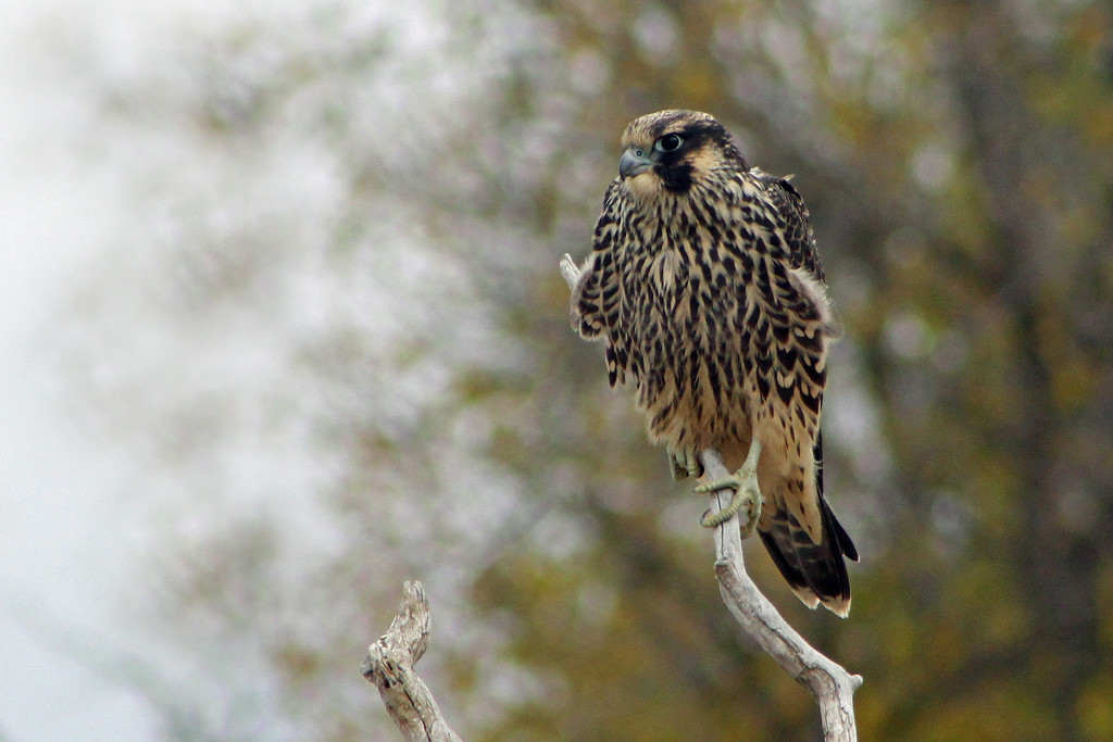 Juvenile Peregrine Falcon by gaylewood