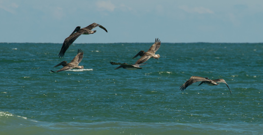 Brown Pelicans Waiting to Dive! by rickster549