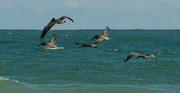 24th Sep 2016 - Brown Pelicans Waiting to Dive!