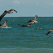 Brown Pelicans Waiting to Dive! by rickster549