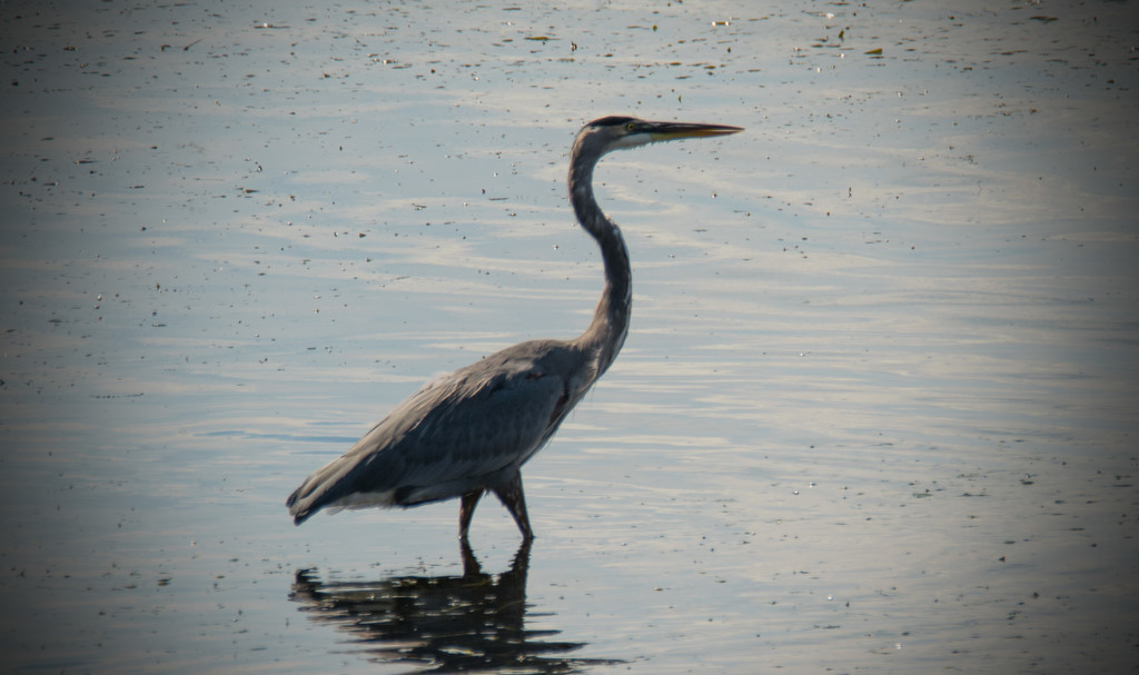 Another Blue Heron! by rickster549