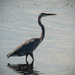Another Blue Heron! by rickster549