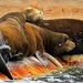 Snoozing Sea Lions by kathyo