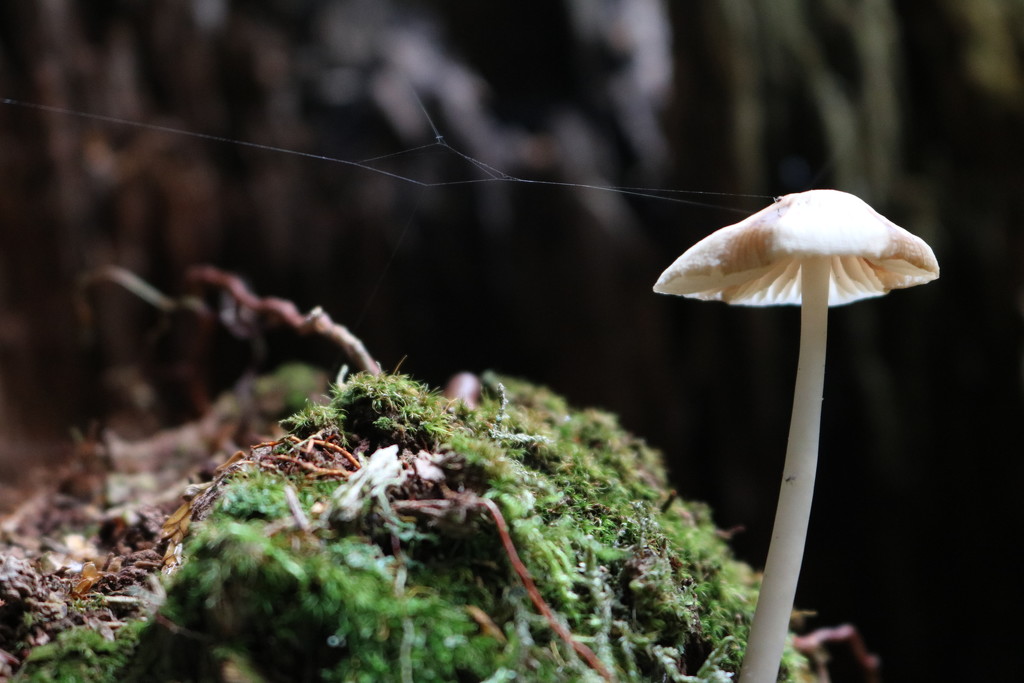Delicate Fungi by phil_sandford