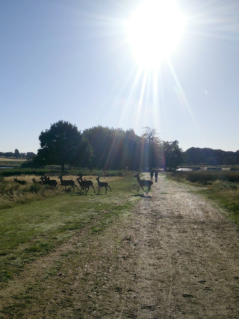 Day One - Richmond Park by bulldog