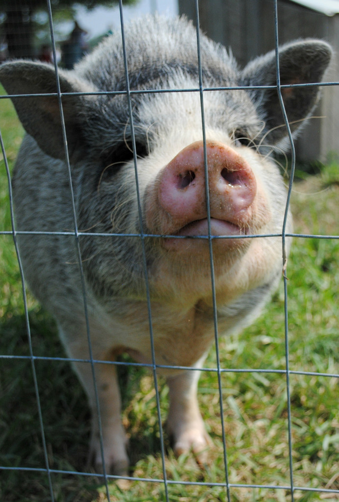 This Little Piggie Posed for Camera by alophoto