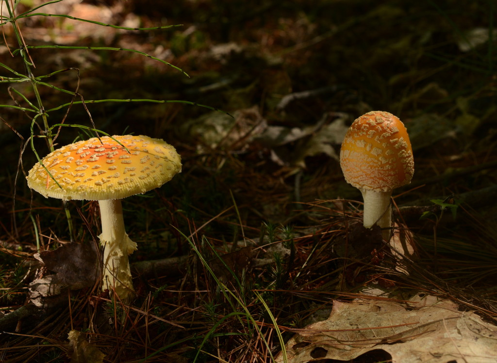 'Some kind of mushroom' by jayberg