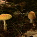 'Some kind of mushroom' by jayberg