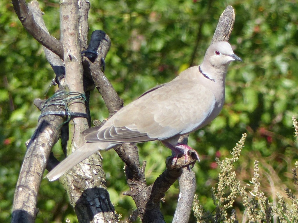  Collared Dove  by susiemc