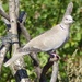  Collared Dove  by susiemc