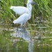 Little Egrets  by susiemc