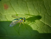 25th Sep 2016 - Long Legged Fly