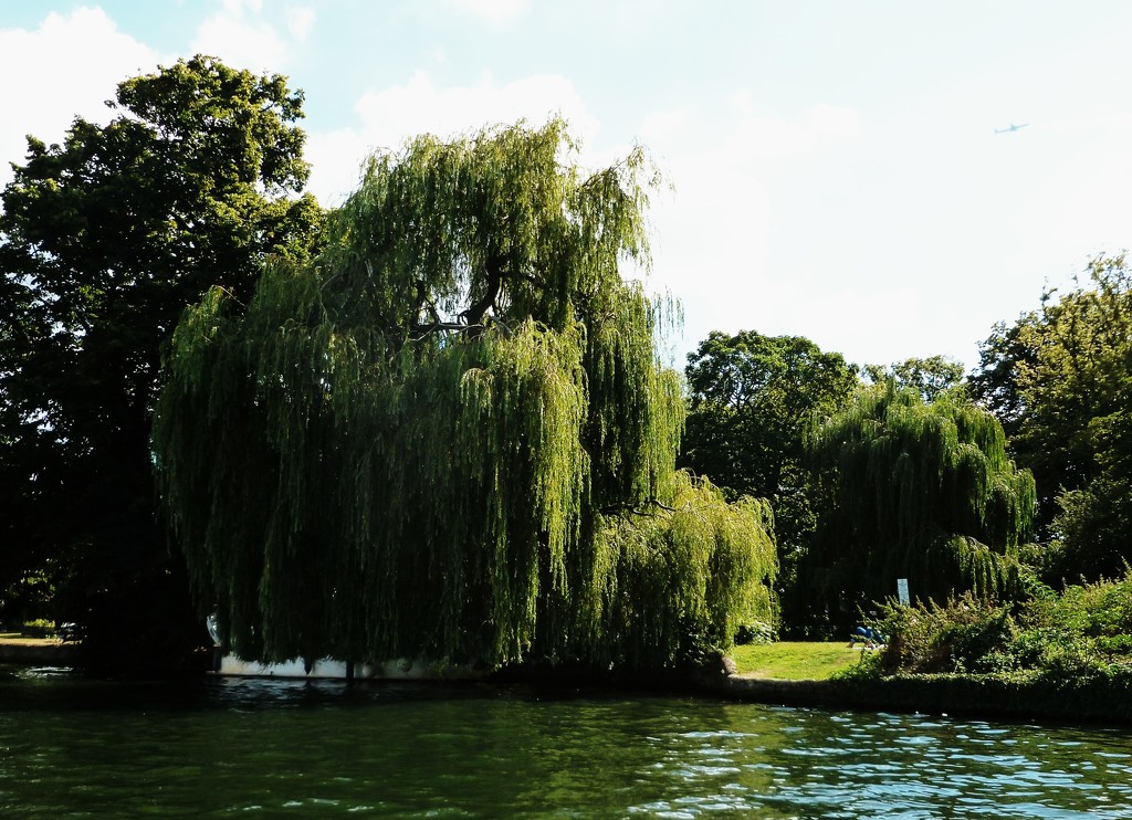 Water willows and plane by denidouble