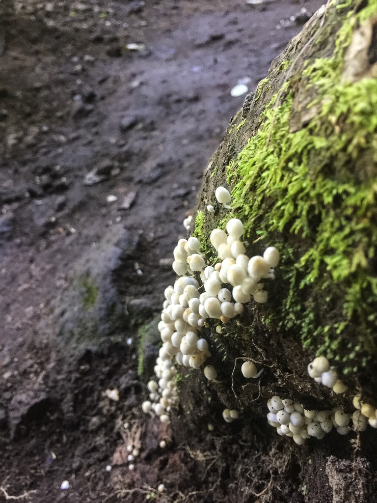 Tiny mushrooms by cocobella