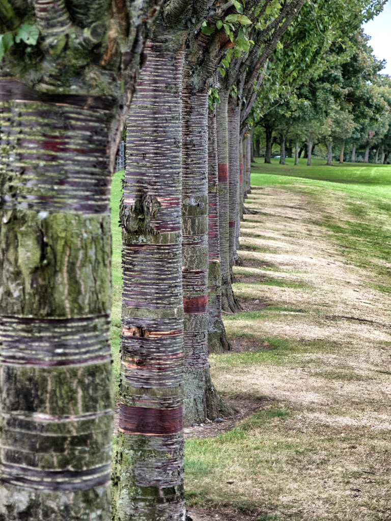Nice row of trees by frequentframes