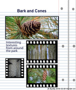 24th Sep 2016 - Bark and cones