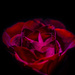 Red Rose by tonygig