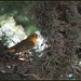 Yellow Warbler... by soylentgreenpics