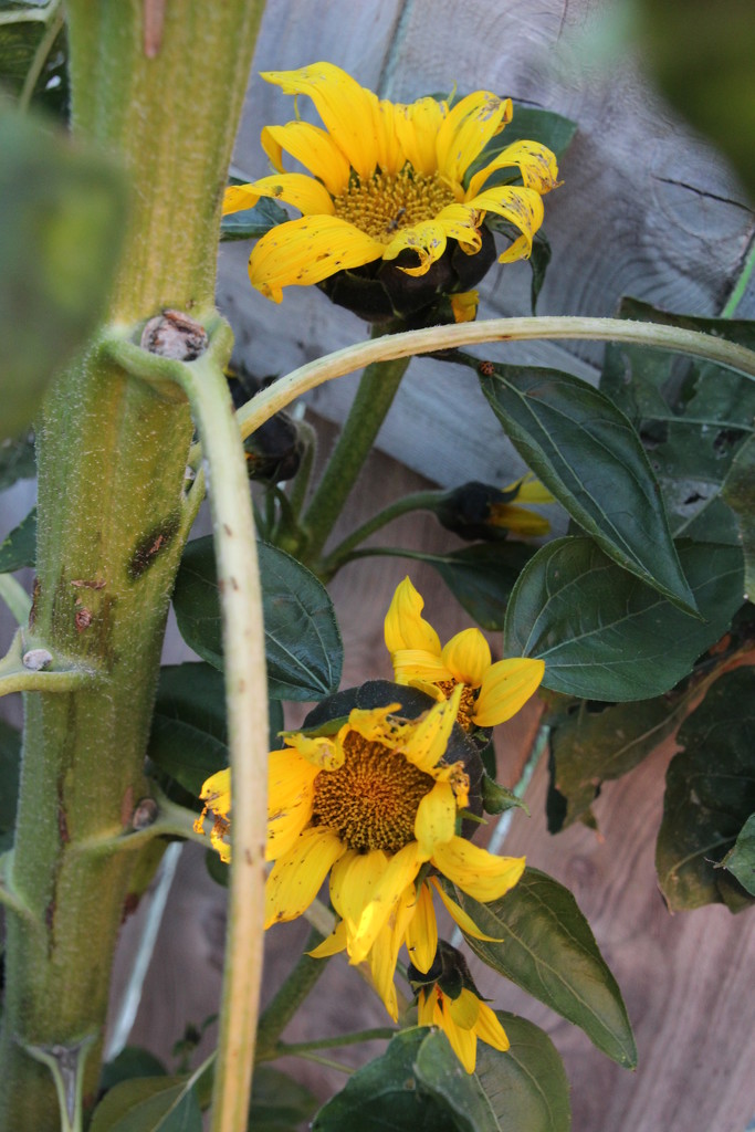 Baby Sunflower Shoots by bjchipman