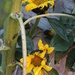 Baby Sunflower Shoots by bjchipman