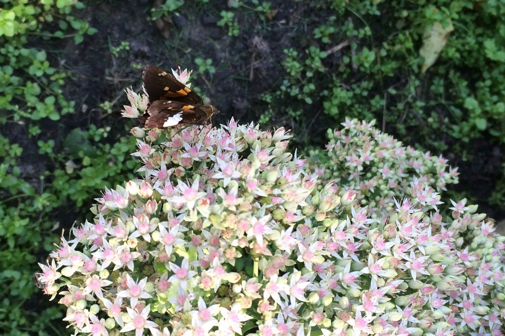 Silver-Spotted Skipper Butterfly on Sedum by bjchipman